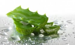 Алоэ при диабете
