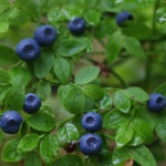 Травы и продукты для снижения сахара в крови: как быстро снизить уровень сахара